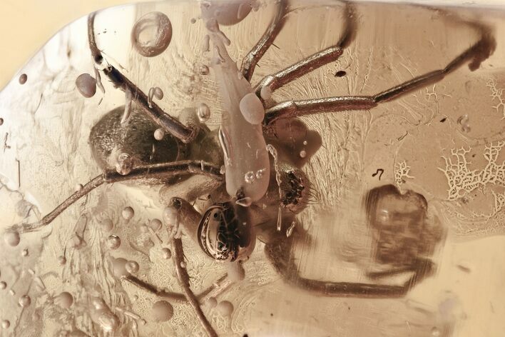 Detailed Fossil Spider, Mite, and True Midge in Baltic Amber #307315